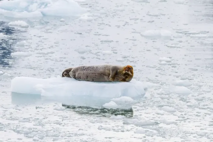 Framed Print : Adult bearded seal (Erignathus barbatus) hauled out on ice, Svalbard, Norway, Scandinavia, Europe Framed Print : Adult bearded seal (Erignathus barbatus) hauled out on ice, Svalbard, Norway, Scandinavia, Europe