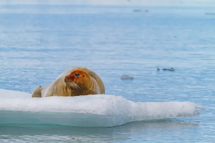 Framed Print : Adult bearded seal (Erignathus barbatus) hauled out on the ice in the Svalbard Archipelago, Norway