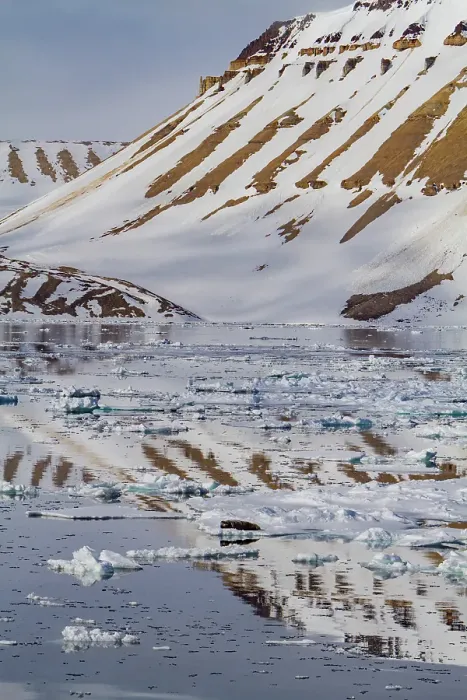 Framed Print : Adult bearded seal (Erignathus barbatus) hauled out on the ice in the Svalbard Archipelago, Norway Framed Print : Adult bearded seal (Erignathus barbatus) hauled out on the ice in the Svalbard Archipelago, Norway