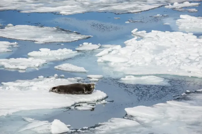 Framed Print : Adult bearded seal (Erignathus barbatus) on ice floe in Hinlopen Strait, Spitsbergen, Svalbard, Norway, Scandinavia, Europe Framed Print : Adult bearded seal (Erignathus barbatus) on ice floe in Hinlopen Strait, Spitsbergen, Svalbard, Norway, Scandinavia, Europe