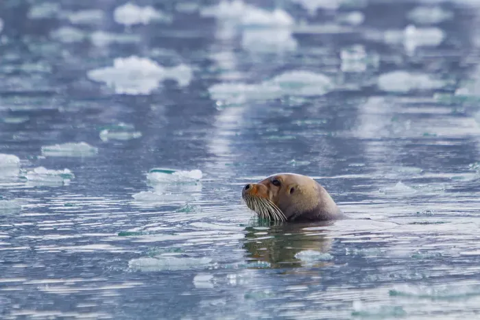 Framed Print : Adult bearded seal (Erignathus barbatus) swimming amongst the ice in the Svalbard Archipelago, Norway Framed Print : Adult bearded seal (Erignathus barbatus) swimming amongst the ice in the Svalbard Archipelago, Norway