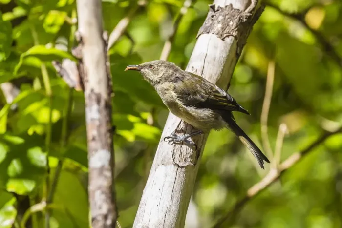 Framed Print : Adult bellbird (Anthornis melanura melanura) on Ulva Island, off Stewart Island, South Island, New Zealand, Pacific