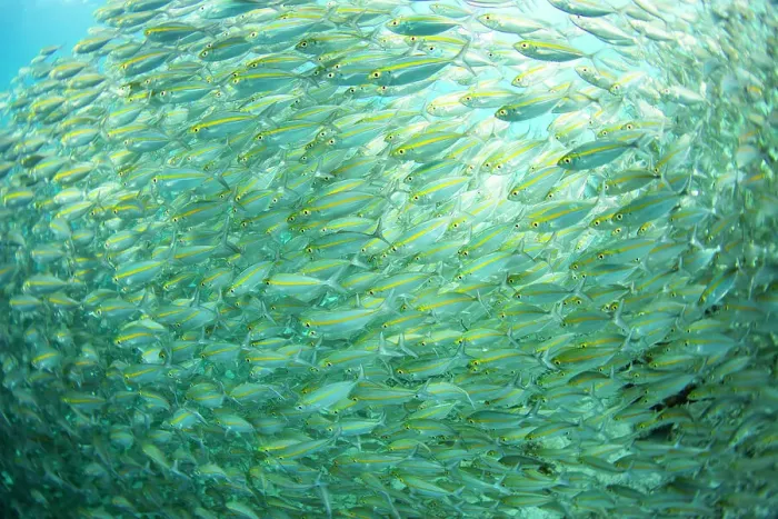 Framed Print : Adult bigeye snapper (Lutjanus lutjanus) schooling off Port Airboret, Raja Ampat, Indonesia, Southeast Asia, Asia Framed Print : Adult bigeye snapper (Lutjanus lutjanus) schooling off Port Airboret, Raja Ampat, Indonesia, Southeast Asia, Asia