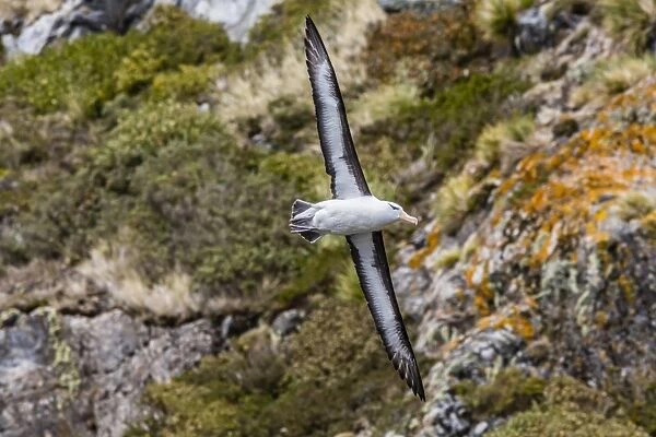 Adult black-browed Albatross (Thalassarche melanophrys), Wildlife Conservation Society Preserve of Karukinka, Strait of Magellan, Chile, South America