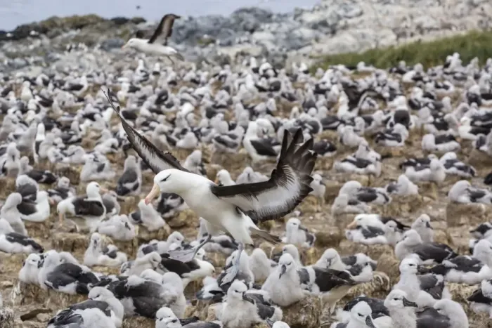 Framed Print : Adult black-browed albatross (Thalassarche melanophris) landing in breeding colony on Steeple Jason Island, Falkland Islands, UK Overseas Protectorate, South America Framed Print : Adult black-browed albatross (Thalassarche melanophris) landing in breeding colony on Steeple Jason Island, Falkland Islands, UK Overseas Protectorate, South America