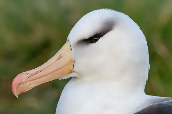 Framed Print : Adult black-browed albatross (Thalassarche melanophrys), close up at nesting site on West Point Island, Falklands, South America Framed Print : Adult black-browed albatross (Thalassarche melanophrys), close up at nesting site on West Point Island, Falklands, South America