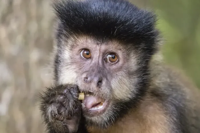 Framed Print : Adult black capuchin (Sapajus nigritus) head detail, Iguazu Falls National Park, Misiones Framed Print : Adult black capuchin (Sapajus nigritus) head detail, Iguazu Falls National Park, Misiones