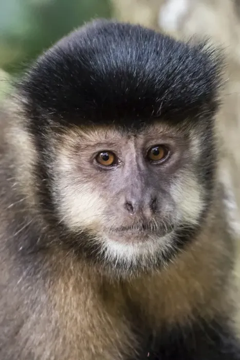 Framed Print : Adult black capuchin (Sapajus nigritus) head detail, Iguazu Falls National Park, Misiones Framed Print : Adult black capuchin (Sapajus nigritus) head detail, Iguazu Falls National Park, Misiones