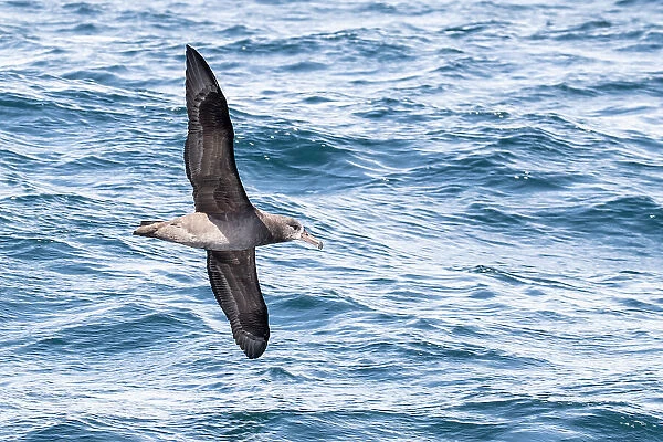 An adult black-footed albatross (Phoebastria nigripes) in flight at sea, Monterey Bay, California, United States of America, North America