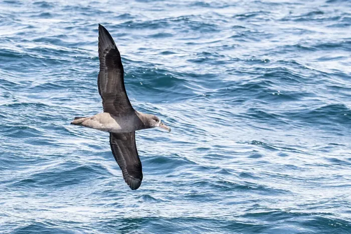 Framed Print : An adult black-footed albatross (Phoebastria nigripes) in flight at sea, Monterey Bay, California, United States of America, North America Framed Print : An adult black-footed albatross (Phoebastria nigripes) in flight at sea, Monterey Bay, California, United States of America, North America