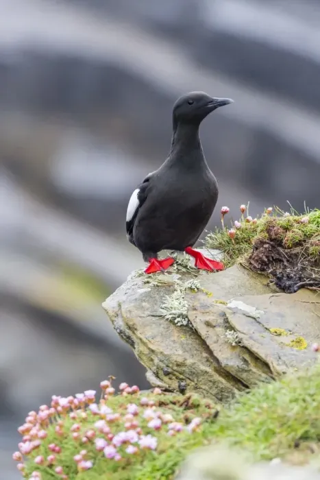 Framed Print : Adult black guillemot (Cepphus grylle) on Sumburgh Head, Mainland Island, Shetland Isles, Scotland, United Kingdom, Europe Framed Print : Adult black guillemot (Cepphus grylle) on Sumburgh Head, Mainland Island, Shetland Isles, Scotland, United Kingdom, Europe