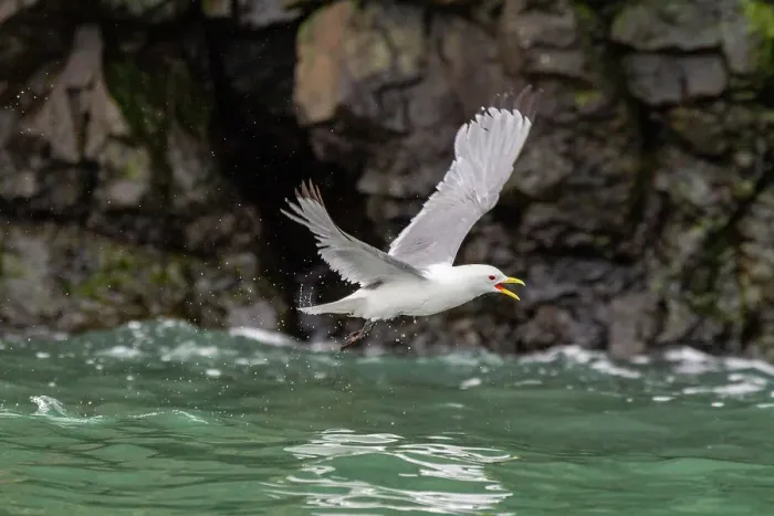 Framed Print : Adult black-legged kittiwake (Rissa tridactyla) in flight near Alexander Island in Franz Josef Land, Russia, Arctic Ocean, Eurasia
