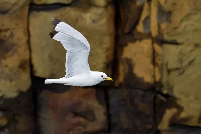 Framed Print : Adult black-legged kittiwake (Rissa tridactyla) in flight near Alexander Island in Franz Josef Land, Russia, Eurasia Framed Print : Adult black-legged kittiwake (Rissa tridactyla) in flight near Alexander Island in Franz Josef Land, Russia, Eurasia