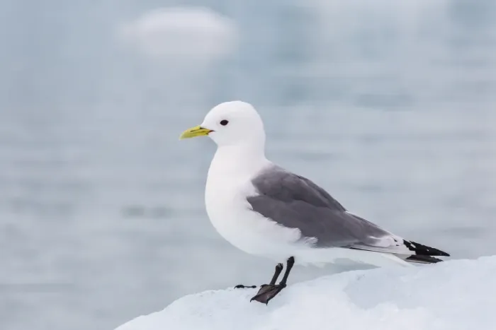 Framed Print : Adult black-legged kittiwake (Rissa tridactyla) on ice at Monacobreen, Spitsbergen, Svalbard, Norway, Scandinavia, Europe Framed Print : Adult black-legged kittiwake (Rissa tridactyla) on ice at Monacobreen, Spitsbergen, Svalbard, Norway, Scandinavia, Europe