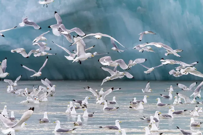 Framed Print : Adult black-legged kittiwakes (Rissa tridactyla) feeding at the base of a glacier in the Svalbard Archipelago, Norway, Arctic, Europe Framed Print : Adult black-legged kittiwakes (Rissa tridactyla) feeding at the base of a glacier in the Svalbard Archipelago, Norway, Arctic, Europe