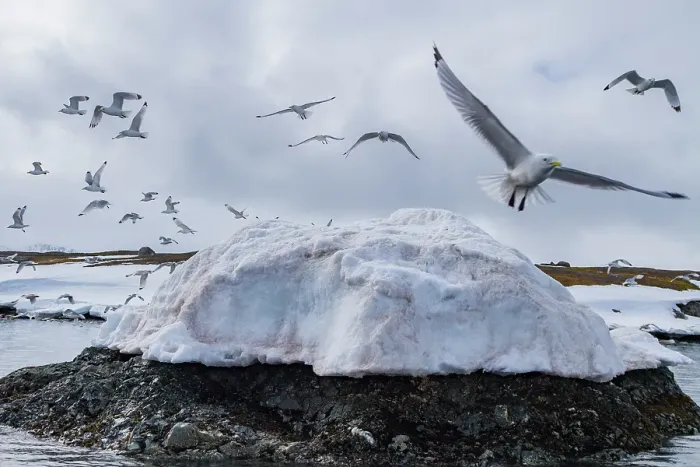 Framed Print : Adult black-legged kittiwakes (Rissa tridactyla) in flight in the Svalbard Archipelago, Barents Sea, Norway Framed Print : Adult black-legged kittiwakes (Rissa tridactyla) in flight in the Svalbard Archipelago, Barents Sea, Norway