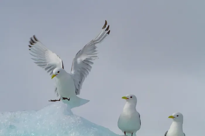 Framed Print : Adult black-legged kittiwakes (Rissa tridactyla) on ice in the Svalbard Archipelago, Barents Sea, Norway Framed Print : Adult black-legged kittiwakes (Rissa tridactyla) on ice in the Svalbard Archipelago, Barents Sea, Norway