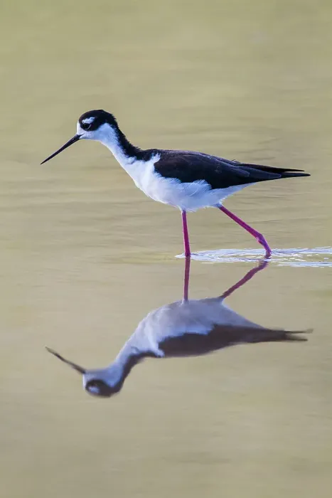 Framed Print : Adult black-necked stilt (Himantopus mexicanus) wading and feeding in a brackish water lagoon on Floreana Island, Galapagos, UNESCO World Heritage Site, Ecuador, South America Framed Print : Adult black-necked stilt (Himantopus mexicanus) wading and feeding in a brackish water lagoon on Floreana Island, Galapagos, UNESCO World Heritage Site, Ecuador, South America