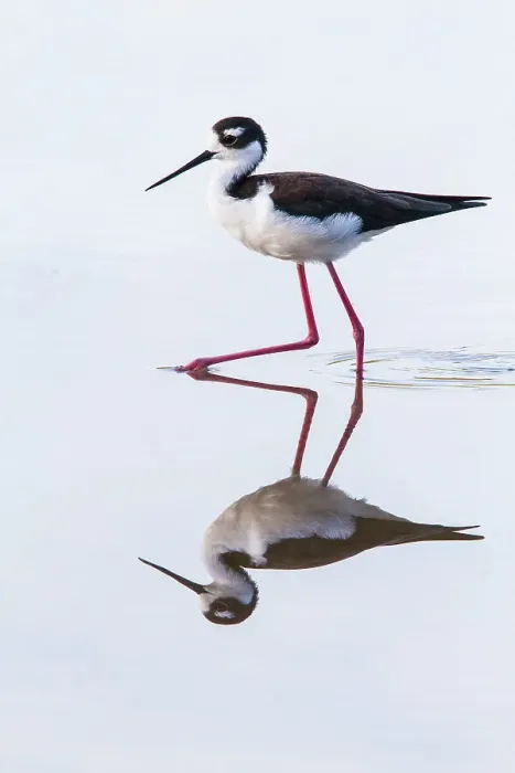 Framed Print : Adult black-necked stilt (Himantopus mexicanus) wading and feeding in a brackish water lagoon on Floreana Island, Galapagos, UNESCO World Heritage Site, Ecuador, South America Framed Print : Adult black-necked stilt (Himantopus mexicanus) wading and feeding in a brackish water lagoon on Floreana Island, Galapagos, UNESCO World Heritage Site, Ecuador, South America