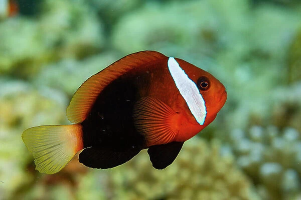 An adult blackback anemonefish (Amphiprion melanopus), swimming on the reef off Bangka Island, Indonesia, Southeast Asia