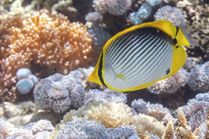 Framed Print : An adult blackback butterflyfish (Chaetodon melannotus), off Bangka Island, near Manado, Sulawesi, Indonesia, Southeast Asia, Asia Framed Print : An adult blackback butterflyfish (Chaetodon melannotus), off Bangka Island, near Manado, Sulawesi, Indonesia, Southeast Asia, Asia