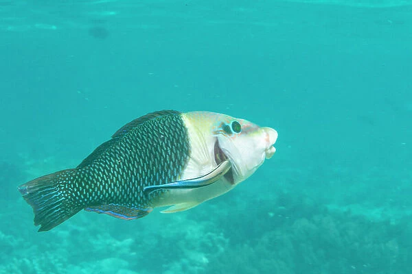 An adult blackeye thicklip (Hemigymnus melapterus), being cleaned off Port Airboret, Raja Ampat, Indonesia, Southeast Asia, Asia