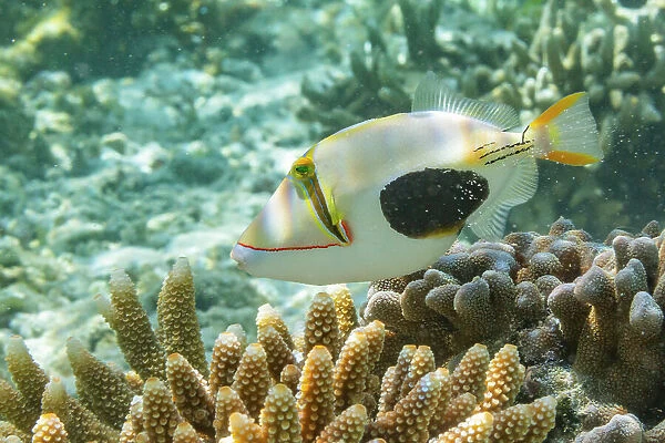 An adult blackpatch triggerfish (Rhinecanthus verrucosus), swimming on the reef off Bangka Island, Indonesia, Southeast Asia