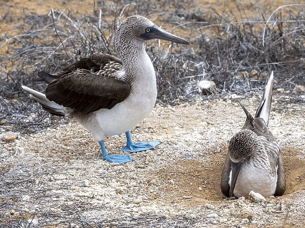 Adult blue-footed boobies (Sula nebouxii) nest exchange at Punta Pitt