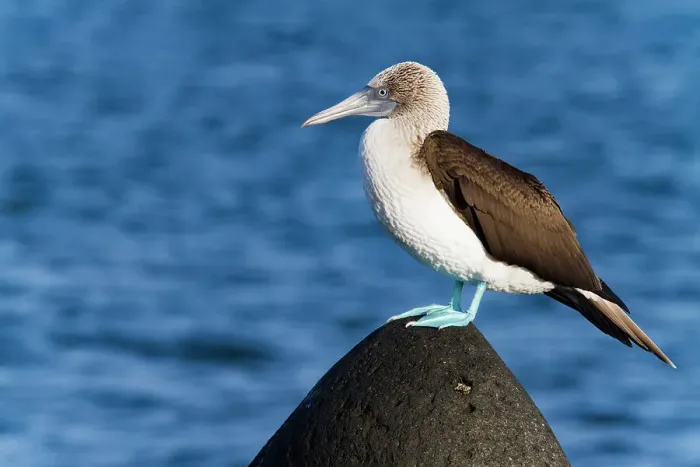 Framed Print : Adult blue-footed booby (Sula nebouxii) in the Galapagos Island Archipelago, UNESCO World Heritage Site, Ecuador, South America Framed Print : Adult blue-footed booby (Sula nebouxii) in the Galapagos Island Archipelago, UNESCO World Heritage Site, Ecuador, South America