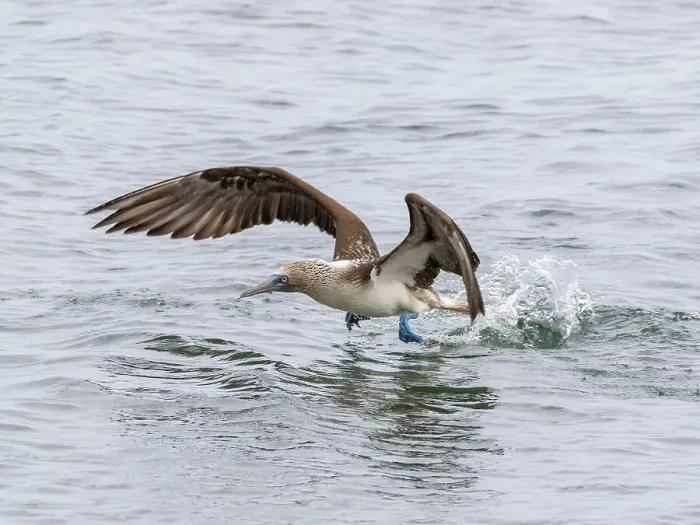 Framed Print : Adult blue-footed booby (Sula nebouxii) taking flight in Buccaneer Cove, Santiago Island, Galapagos Islands, UNESCO World Heritage Site, Ecuador, South America Framed Print : Adult blue-footed booby (Sula nebouxii) taking flight in Buccaneer Cove, Santiago Island, Galapagos Islands, UNESCO World Heritage Site, Ecuador, South America