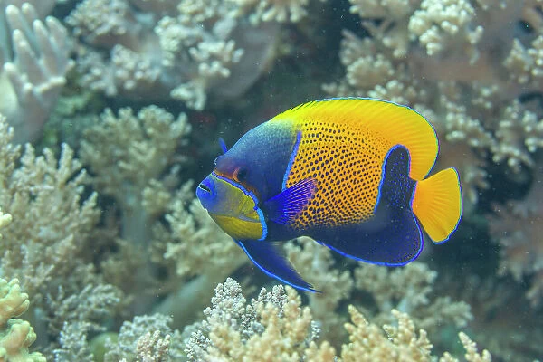 An adult blue girdle angelfish (Pomacanthus navarchus), off Bangka Island, off the northeastern tip of Sulawesi, Indonesia, Southeast Asia, Asia