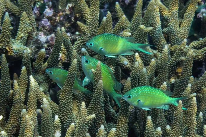 Framed Print : Adult blue-green chromis (Chromis virdis), on the reef off Kri Island, Raja Ampat, Indonesia, Southeast Asia Framed Print : Adult blue-green chromis (Chromis virdis), on the reef off Kri Island, Raja Ampat, Indonesia, Southeast Asia