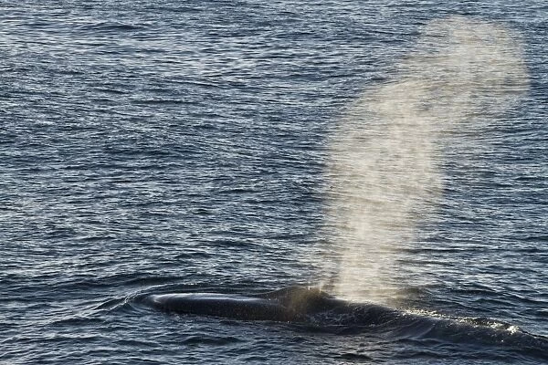 Adult blue whale (Balaenoptera musculus), southern Gulf of California (Sea of Cortez), Baja California Sur, Mexico, North America