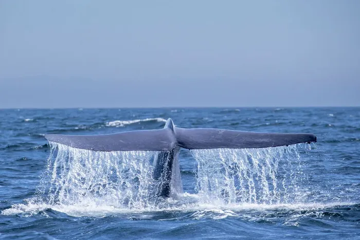 Framed Print : An adult blue whale (Balaenoptera musculus) flukes-up dive in Monterey Bay National Marine Sanctuary, California, United States of America, North America Framed Print : An adult blue whale (Balaenoptera musculus) flukes-up dive in Monterey Bay National Marine Sanctuary, California, United States of America, North America