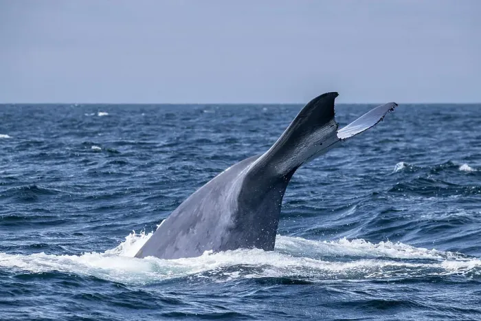 Framed Print : An adult blue whale (Balaenoptera musculus) flukes-up dive in Monterey Bay National Marine Sanctuary, California, United States of America, North America Framed Print : An adult blue whale (Balaenoptera musculus) flukes-up dive in Monterey Bay National Marine Sanctuary, California, United States of America, North America