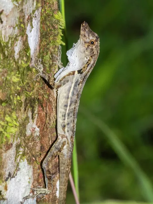 Framed Print : An adult border anole (Anolis limifrons) shedding its skin in a tree at Playa Blanca, Costa Rica, Central America Framed Print : An adult border anole (Anolis limifrons) shedding its skin in a tree at Playa Blanca, Costa Rica, Central America