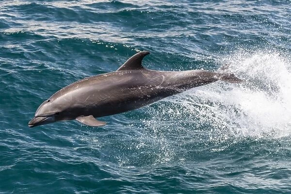 Adult bottlenose dolphin (Tursiops truncatus) leaping in the waters near Isla San Pedro Martir, Baja California Norte, Mexico, North America