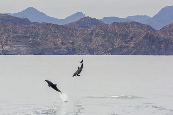 Adult bottlenose dolphins (Tursiops truncatus) leaping in the waters near Isla Danzante, Baja California Sur, Mexico, North America