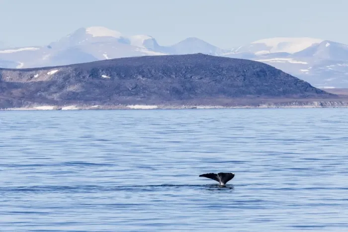 Framed Print : Adult bowhead whale (Balaena mysticetus) flukes up dive off the Cumberland Peninsula, Baffin Island, Nunavut, Canada, North America Framed Print : Adult bowhead whale (Balaena mysticetus) flukes up dive off the Cumberland Peninsula, Baffin Island, Nunavut, Canada, North America
