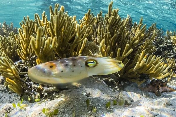 Adult broadclub cuttlefish (Sepia latimanus), Sebayur Island, Komodo Island National Park, Indonesia, Southeast Asia, Asia