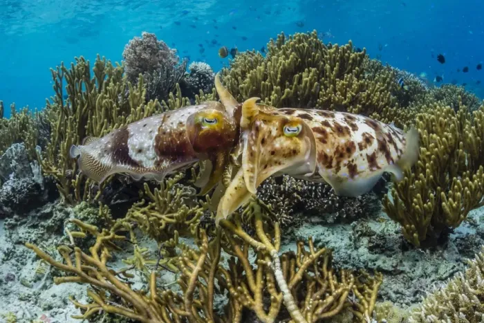 Framed Print : Adult broadclub cuttlefish (Sepia latimanus) mating on Sebayur Island, Flores Sea