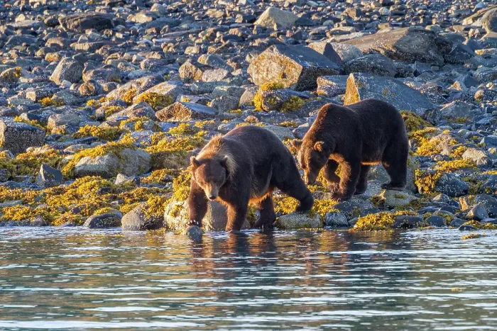 Framed Print : Adult brown bear pair (Ursus arctos) exhibiting courtship behavior at Scidmore Cut in Glacier Bay National Park, Alaska, United States of America Framed Print : Adult brown bear pair (Ursus arctos) exhibiting courtship behavior at Scidmore Cut in Glacier Bay National Park, Alaska, United States of America