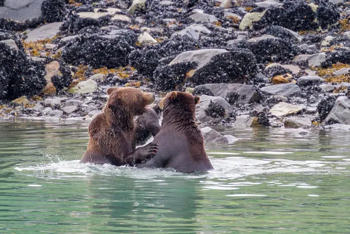 Framed Print : Adult brown bear pair (Ursus arctos) mock-fighting at Scidmore Cut in Glacier Bay National Park, Alaska, United States of America Framed Print : Adult brown bear pair (Ursus arctos) mock-fighting at Scidmore Cut in Glacier Bay National Park, Alaska, United States of America