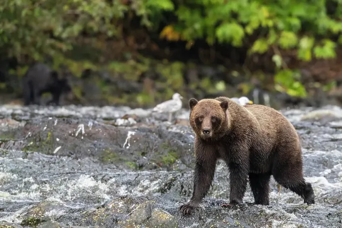 Framed Print : Adult brown bear (Ursus arctos), along pink salmon stream on Chichagof Island, Alaska, United States of America, North America Framed Print : Adult brown bear (Ursus arctos), along pink salmon stream on Chichagof Island, Alaska, United States of America, North America
