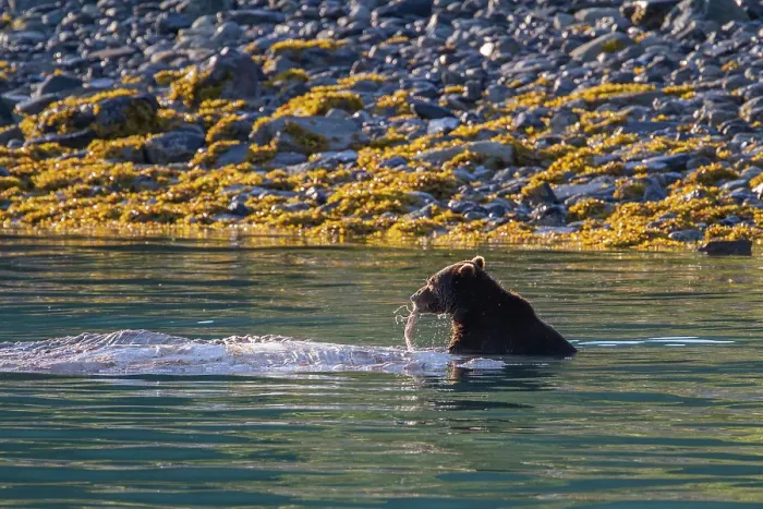 Framed Print : Adult brown bear (Ursus arctos) feeding on humpback whale carcass in Glacier Bay National Park, Alaska, United States of America Framed Print : Adult brown bear (Ursus arctos) feeding on humpback whale carcass in Glacier Bay National Park, Alaska, United States of America