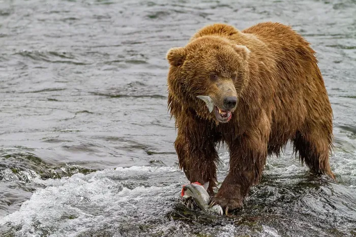 Framed Print : Adult brown bear (Ursus arctos) foraging for salmon at the Brooks River, Katmai National Park, Alaska, United States of America Framed Print : Adult brown bear (Ursus arctos) foraging for salmon at the Brooks River, Katmai National Park, Alaska, United States of America