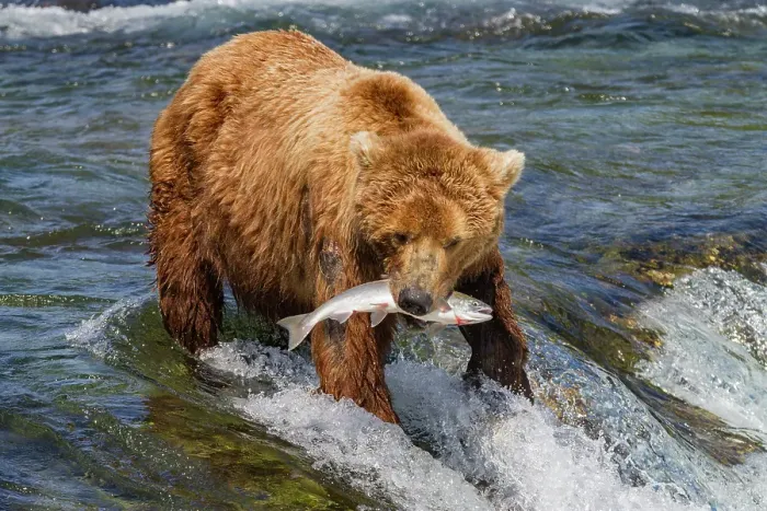 Framed Print : Adult brown bear (Ursus arctos) foraging for salmon at the Brooks River, Katmai National Park, Alaska, United States of America Framed Print : Adult brown bear (Ursus arctos) foraging for salmon at the Brooks River, Katmai National Park, Alaska, United States of America