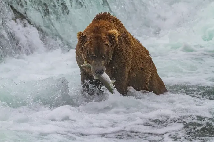 Framed Print : Adult brown bear (Ursus arctos) foraging for salmon in the Brooks River, Katmai National Park, Alaska, United States of America Framed Print : Adult brown bear (Ursus arctos) foraging for salmon in the Brooks River, Katmai National Park, Alaska, United States of America