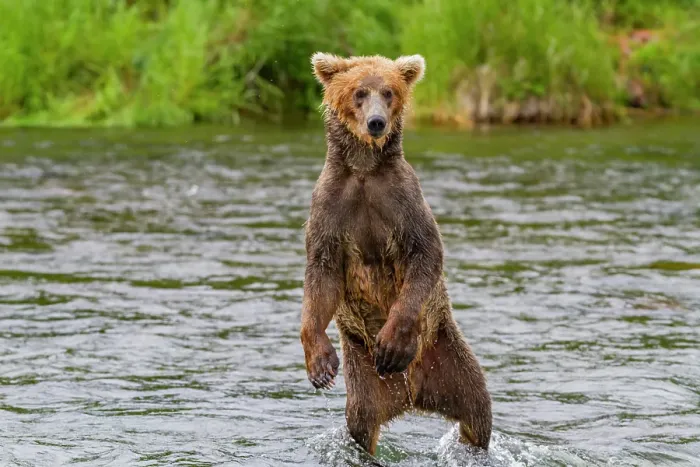 Framed Print : Adult brown bear (Ursus arctos) foraging for salmon at the Brooks River, Katmai National Park, Alaska, United States of America Framed Print : Adult brown bear (Ursus arctos) foraging for salmon at the Brooks River, Katmai National Park, Alaska, United States of America