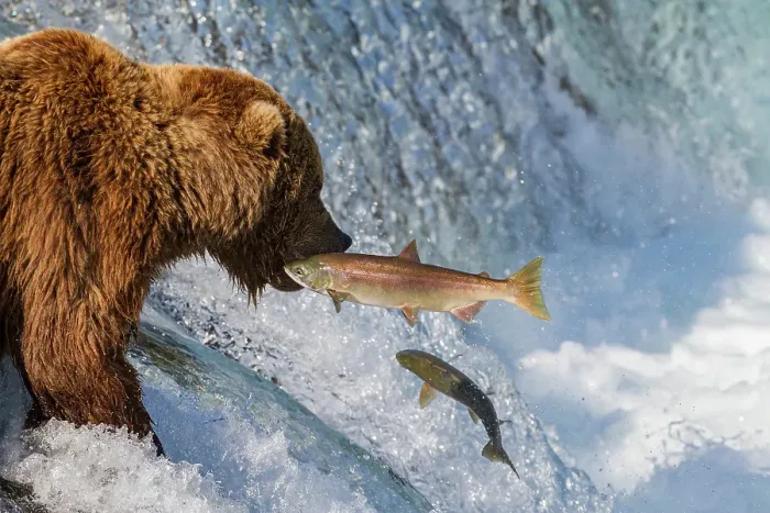 Framed Print : Adult brown bear (Ursus arctos) foraging for salmon at the Brooks River, Katmai National Park, Alaska, United States of America Framed Print : Adult brown bear (Ursus arctos) foraging for salmon at the Brooks River, Katmai National Park, Alaska, United States of America